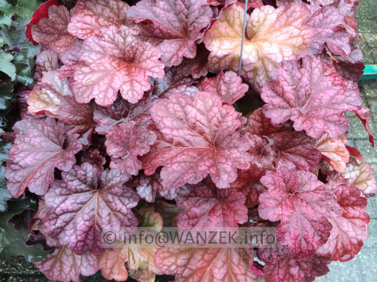 Heuchera Hybride Georgia Peach 40:75cm - Bluete 5-7.JPG